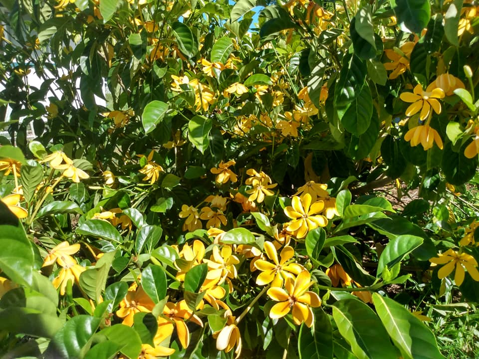 240日目:矮性マレー黄色ヤシを植えた