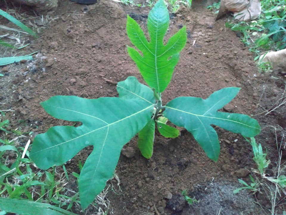 241日目:マランを植えた