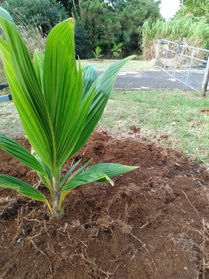 244日目:矮性サモアヤシを植えた
