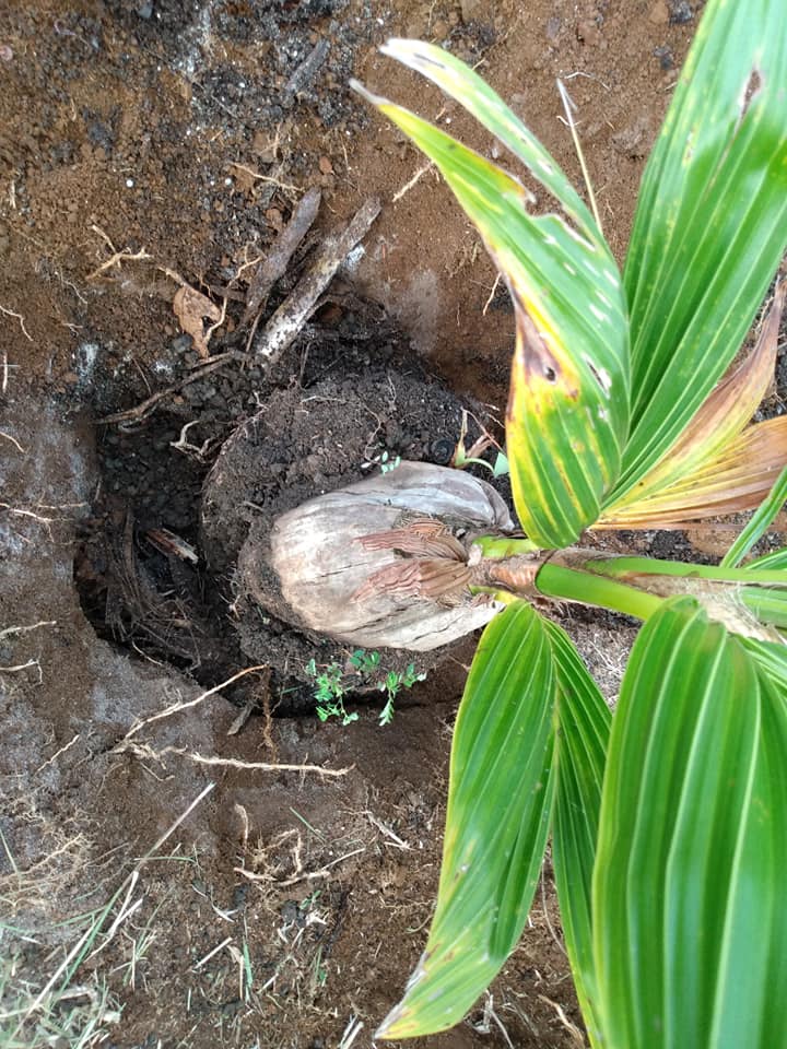 244日目:矮性サモアヤシを植えた