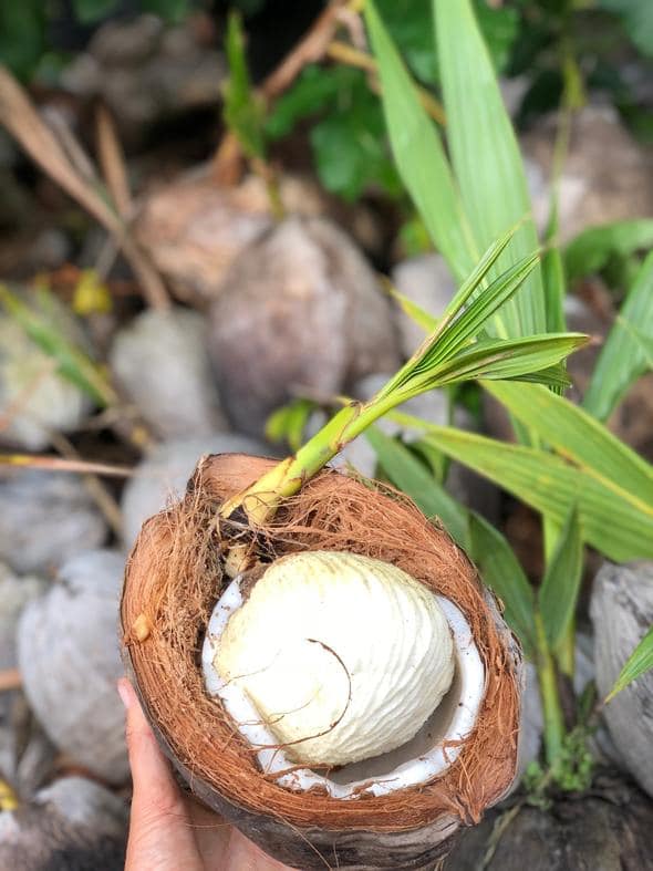 244日目:矮性サモアヤシを植えた
