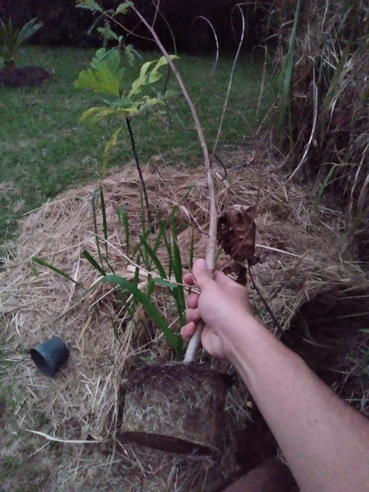 246日目:Sesbaniaを植えた