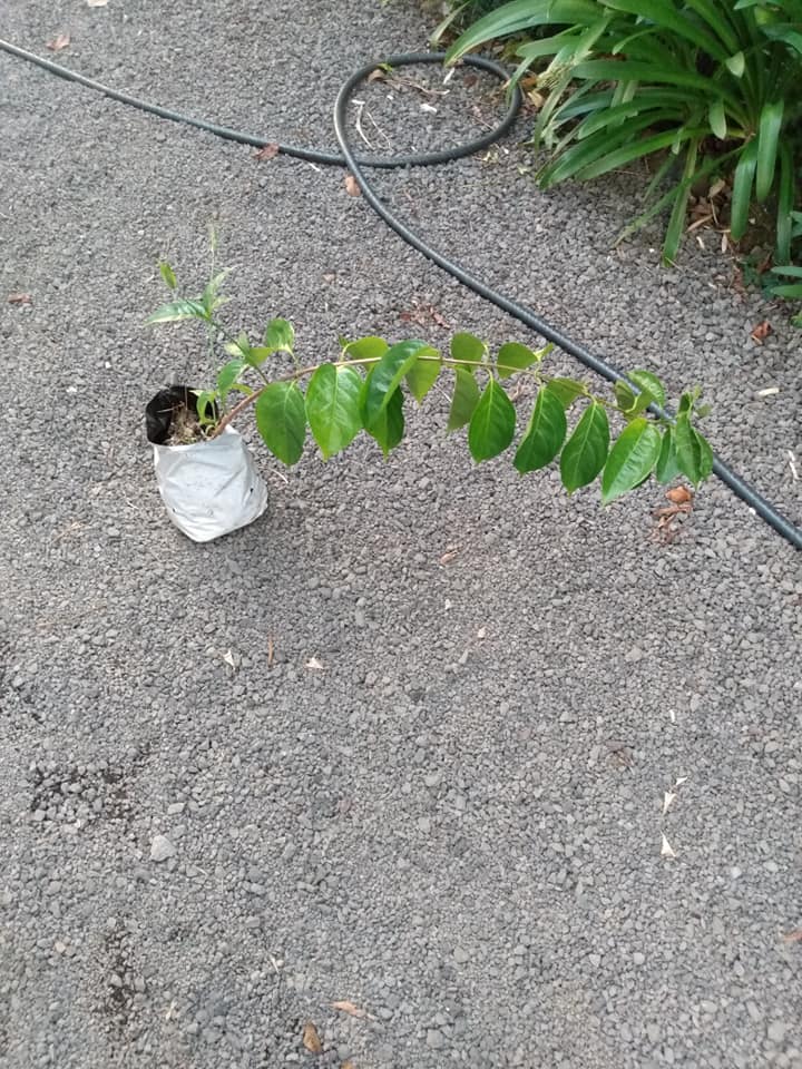 247日目:謎の植物を植えた