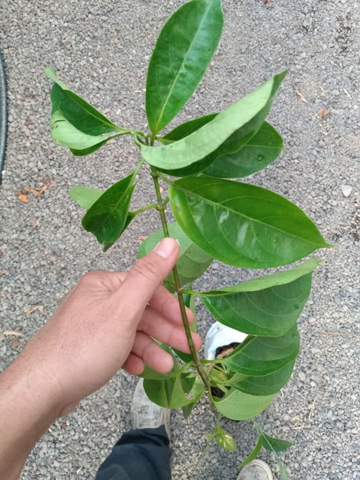 247日目:謎の植物を植えた
