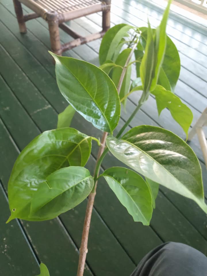 247日目:謎の植物を植えた