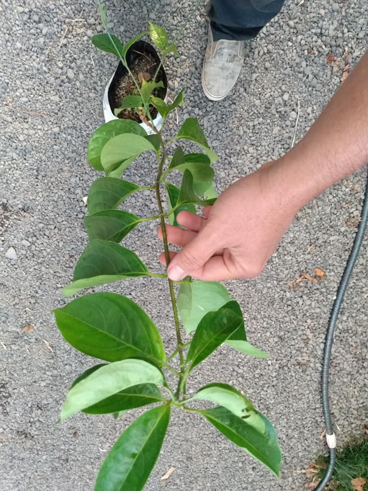 247日目:謎の植物を植えた