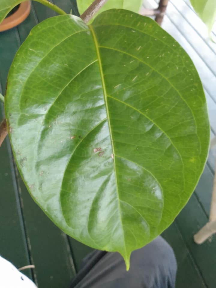 247日目:謎の植物を植えた