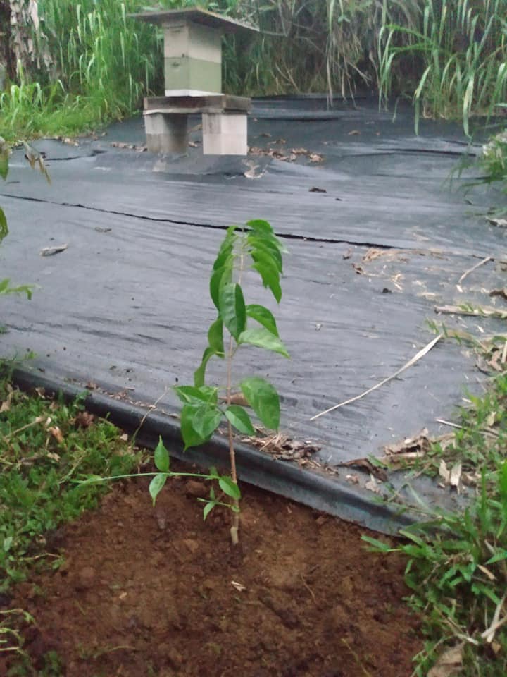 247日目:謎の植物を植えた