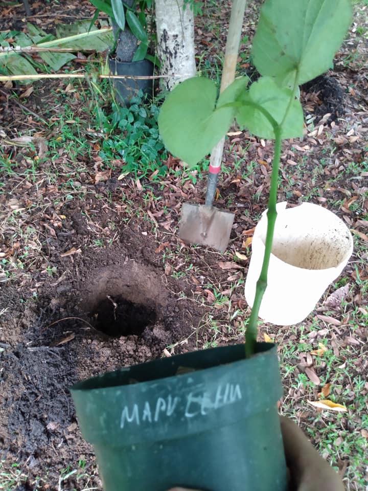 248日目:カヴァを植えた