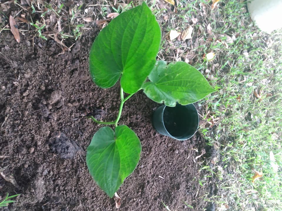 248日目:カヴァを植えた