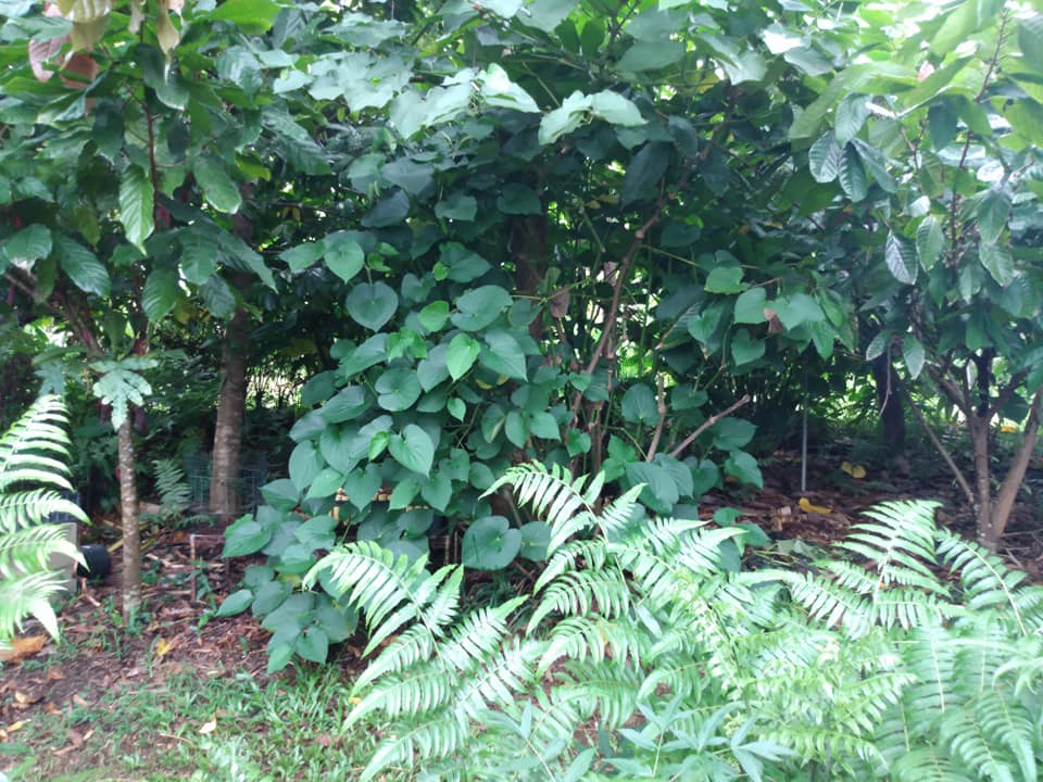 248日目:カヴァを植えた