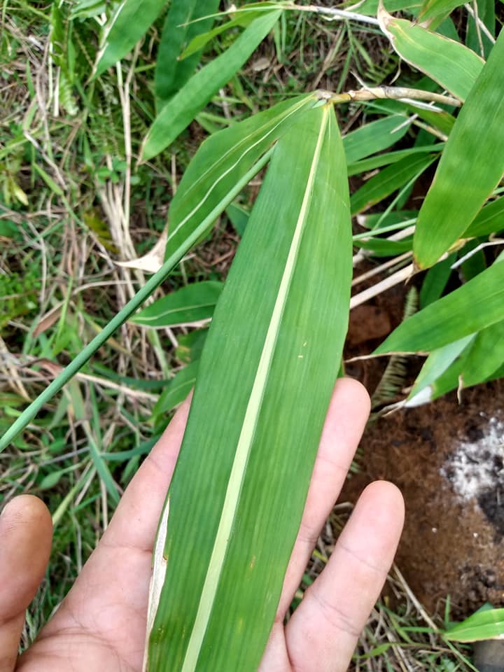 249日目:バリ島の竹を植えた