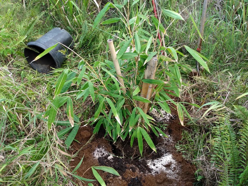 249日目:バリ島の竹を植えた
