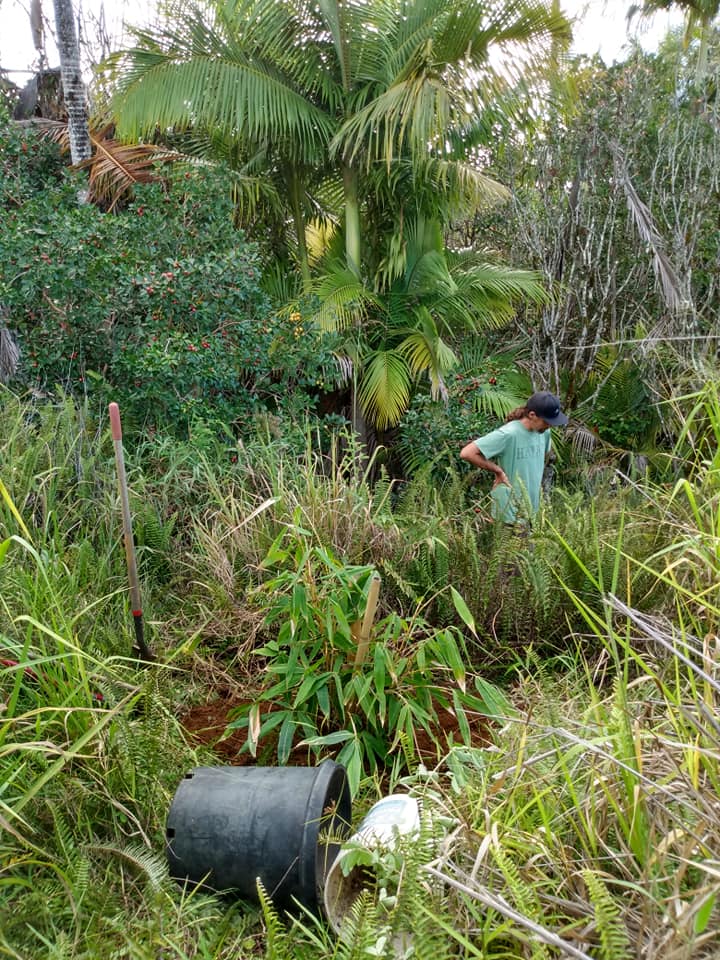249日目:バリ島の竹を植えた