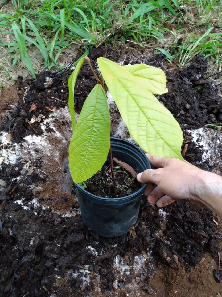 250日目:クプアスを植えた