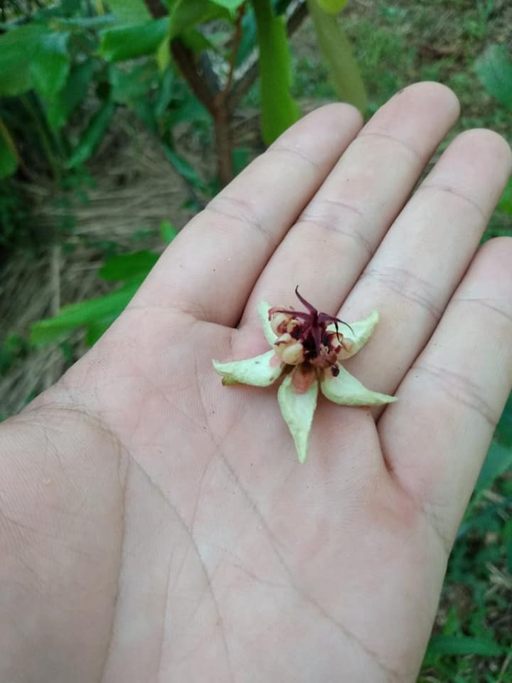 250日目:クプアスを植えた