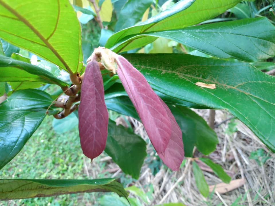 250日目:クプアスを植えた