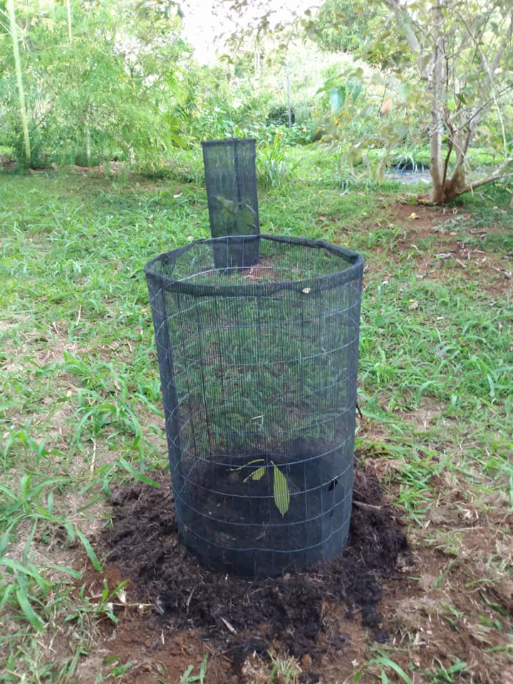 250日目:クプアスを植えた