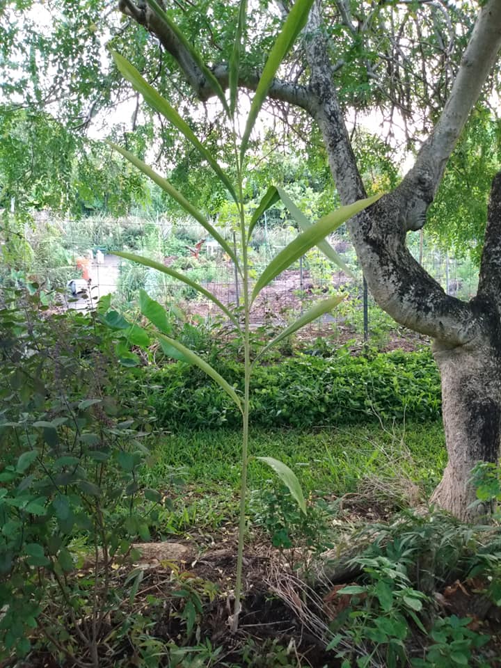 251日目:グリーンカルダモンを植えた