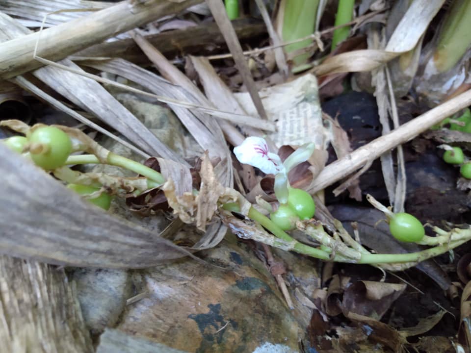 251日目:グリーンカルダモンを植えた