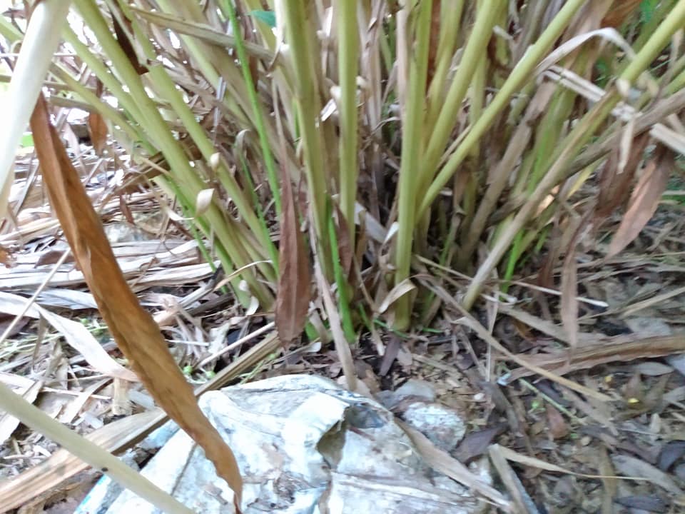 251日目:グリーンカルダモンを植えた