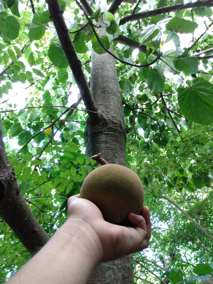 251日目:グリーンカルダモンを植えた