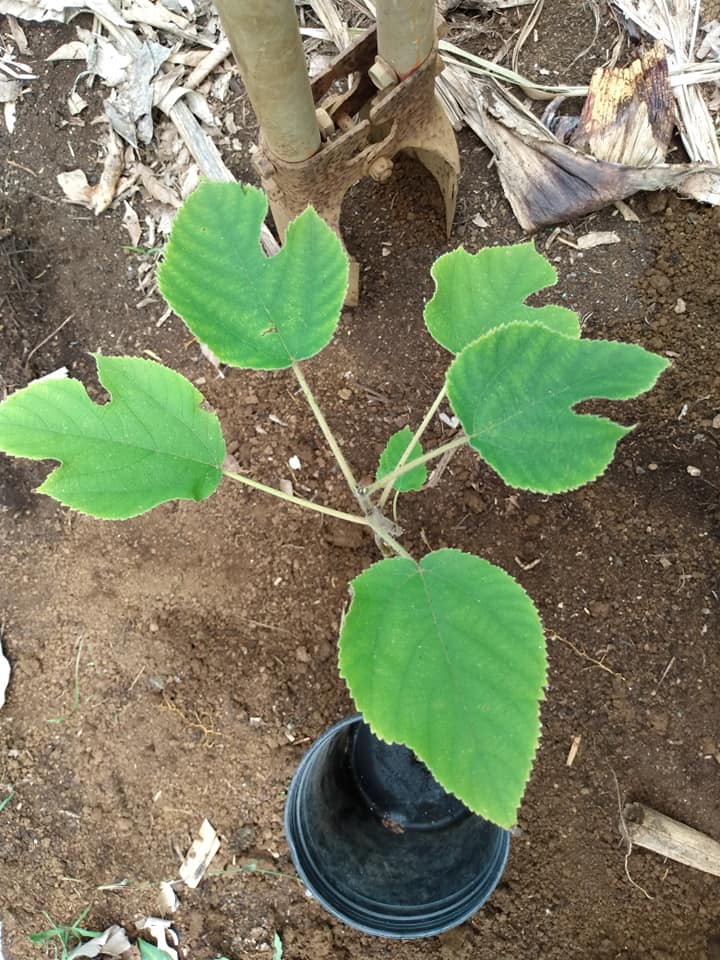 252日目:ワウケを植えた