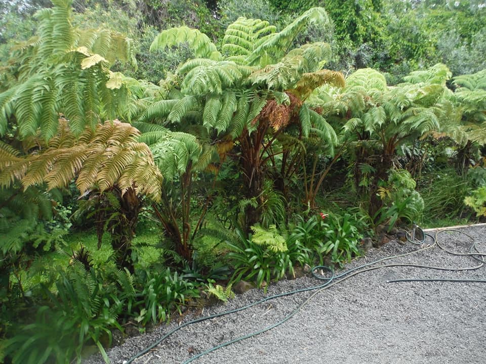 253日目:ハプウを植えた