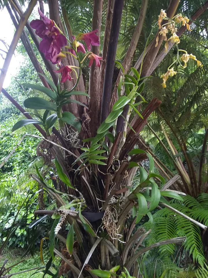253日目:ハプウを植えた