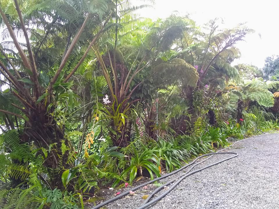 253日目:ハプウを植えた