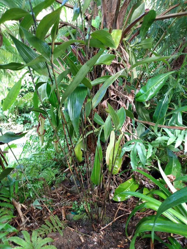 254日目:地生ランを植えた