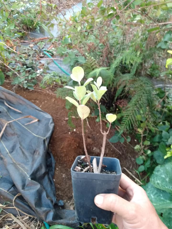 255日目:ポヒナヒナを植えた