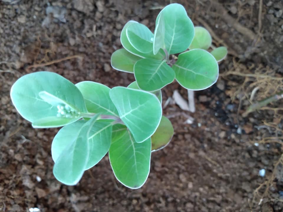 255日目:ポヒナヒナを植えた