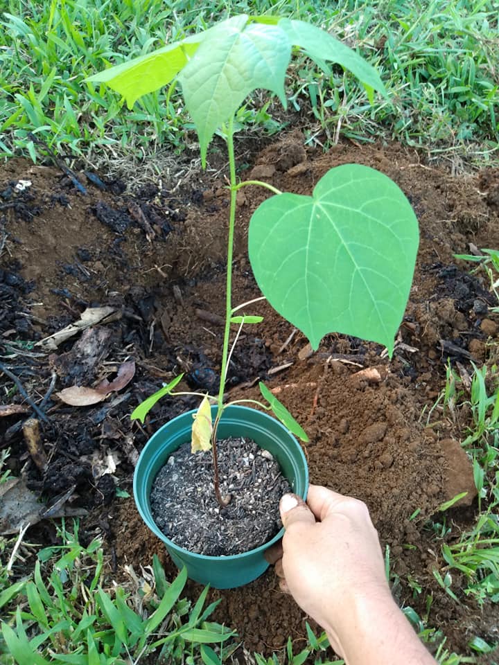 256日目:マオを植えた