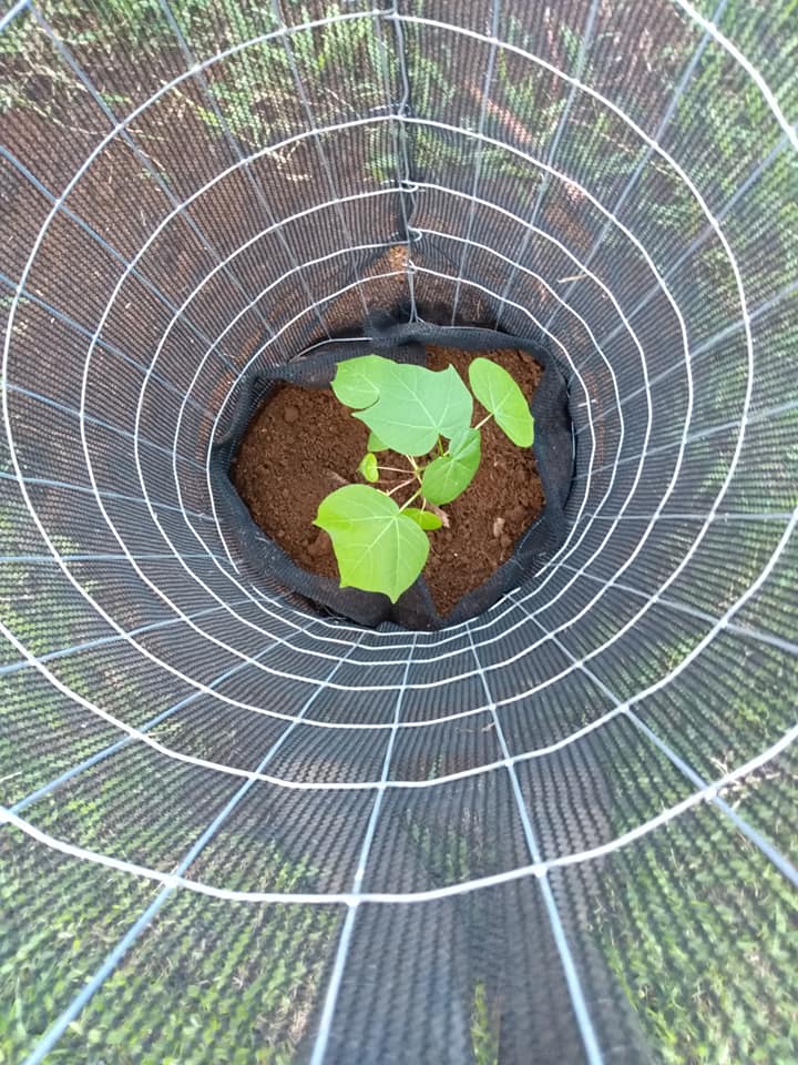256日目:マオを植えた