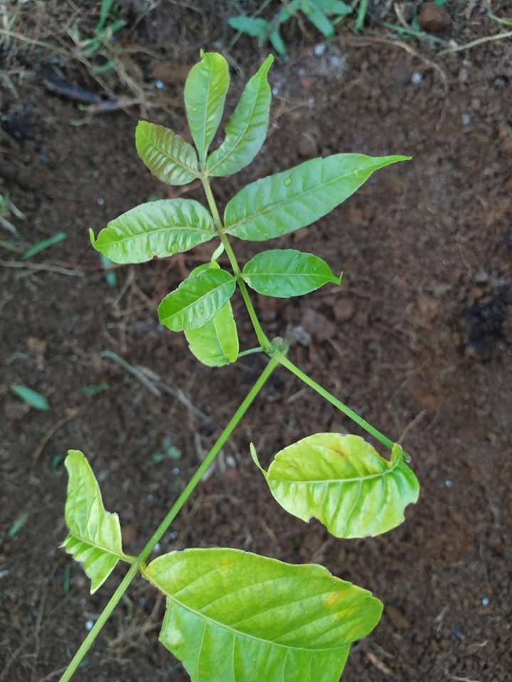 257日目:ニームの木を植えた