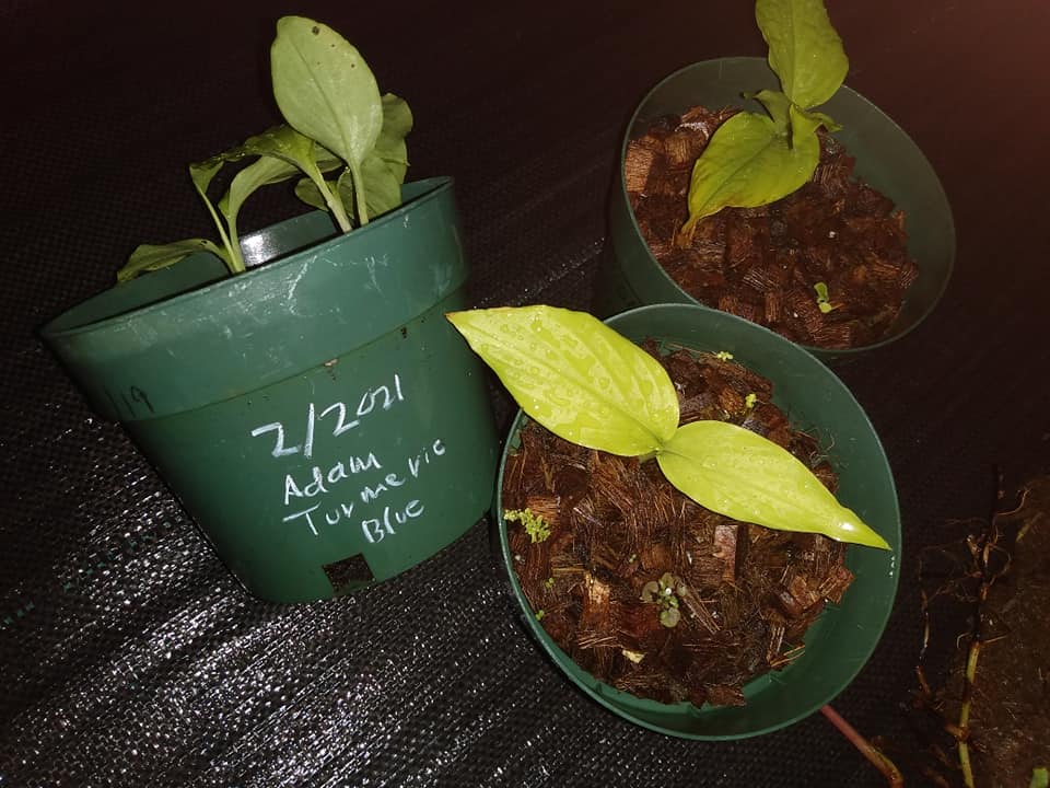258日目:青ウコンを植えた