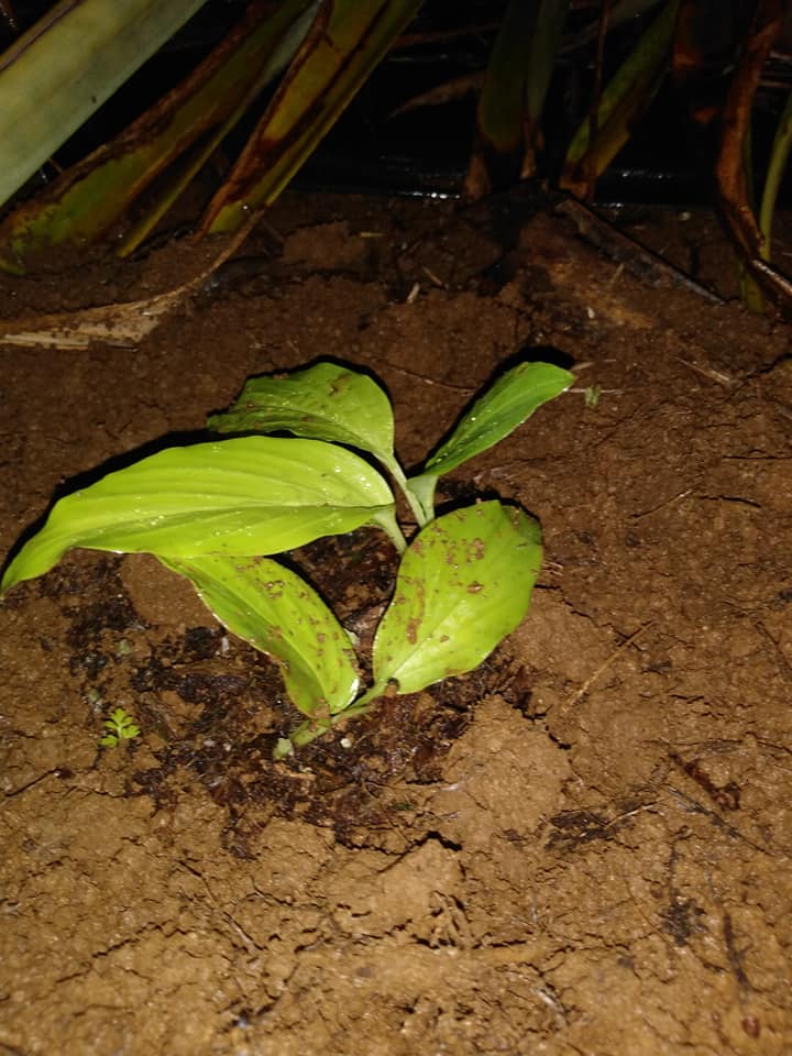 258日目:青ウコンを植えた