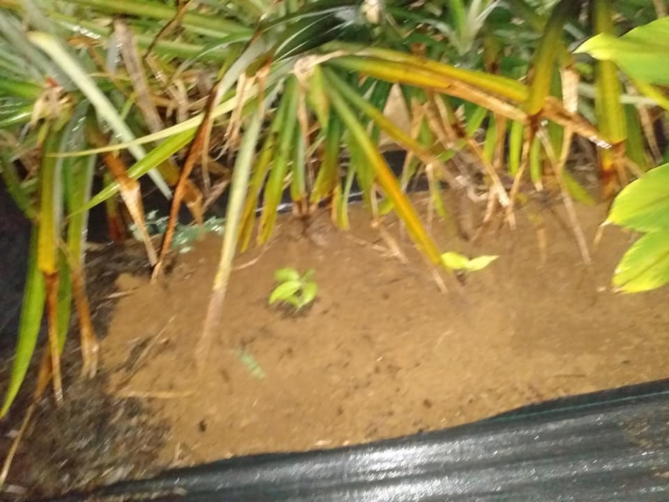 258日目:青ウコンを植えた