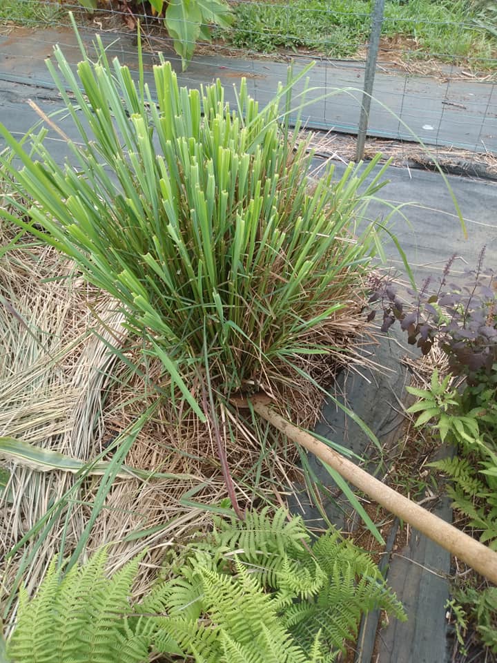 259日目:レモングラスを植えた
