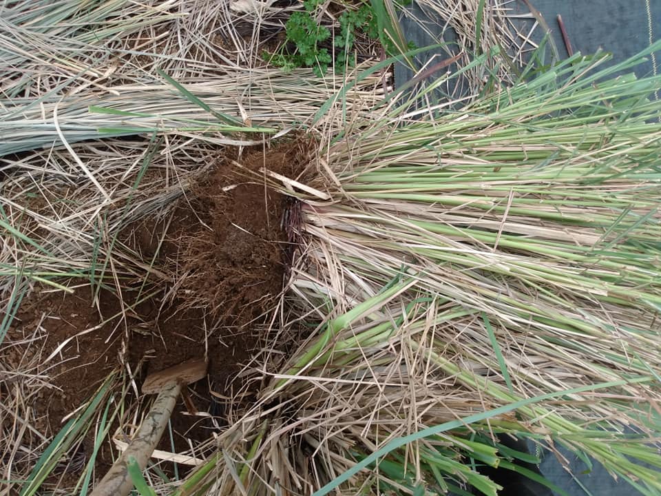 259日目:レモングラスを植えた
