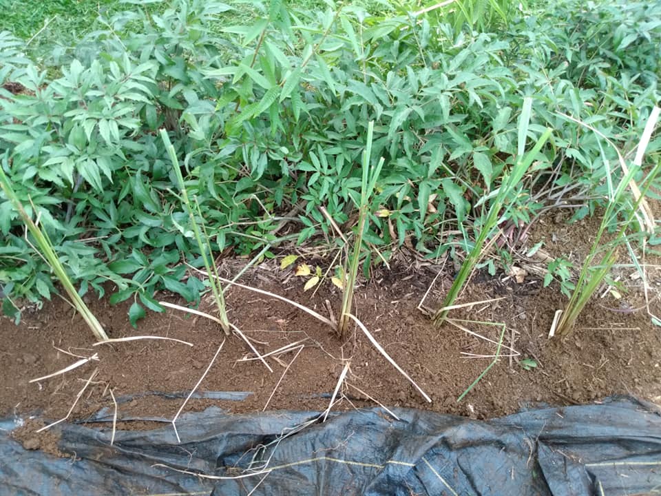 259日目:レモングラスを植えた