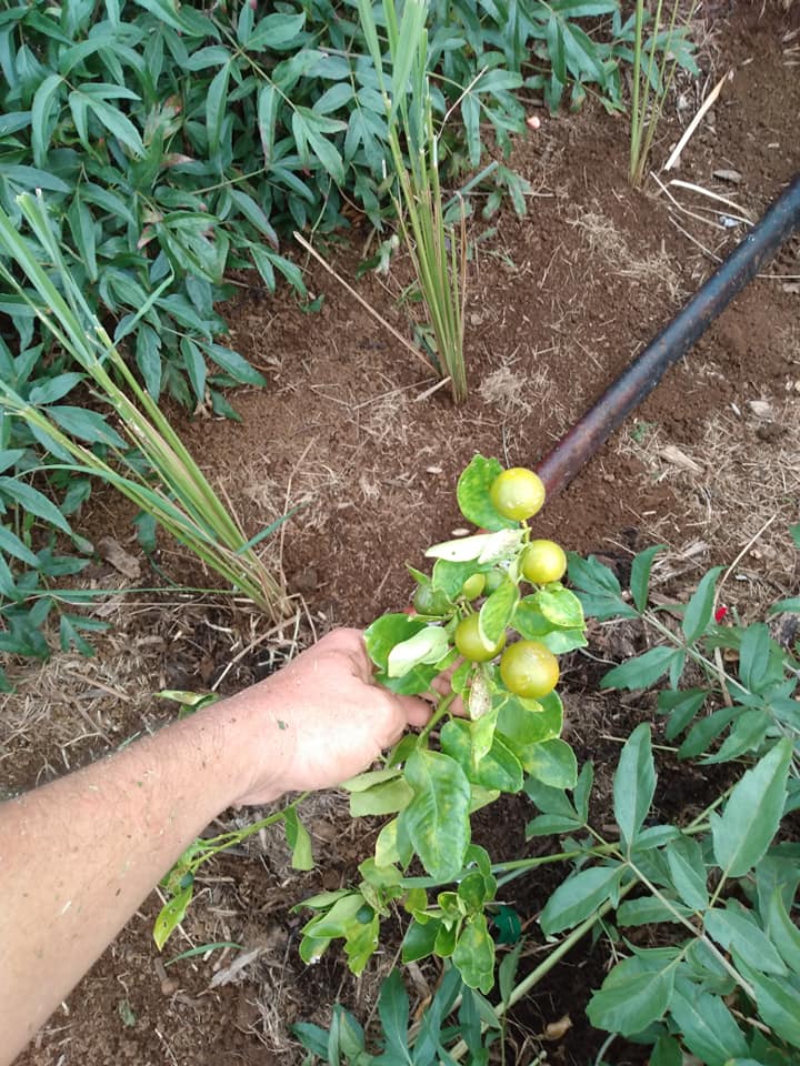 259日目:レモングラスを植えた