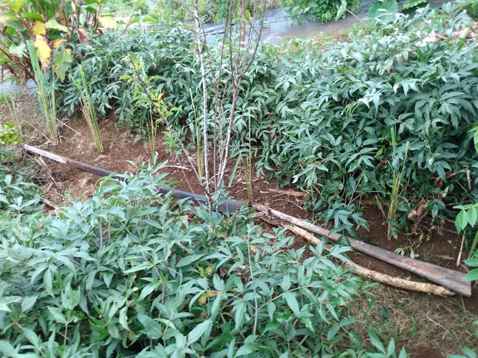 259日目:レモングラスを植えた