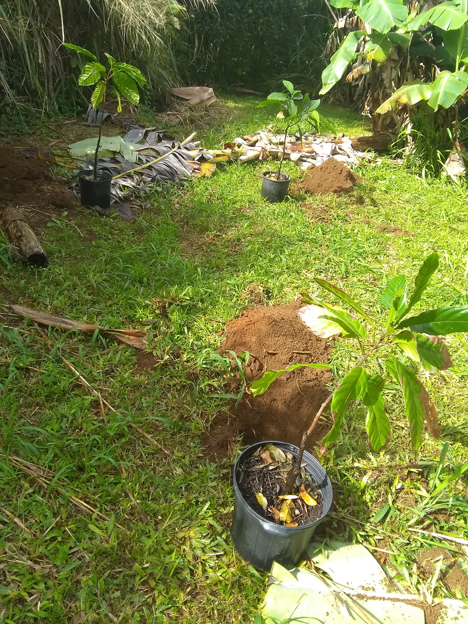 26日目:カカオを植えた