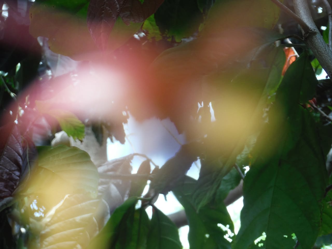 26日目:カカオを植えた