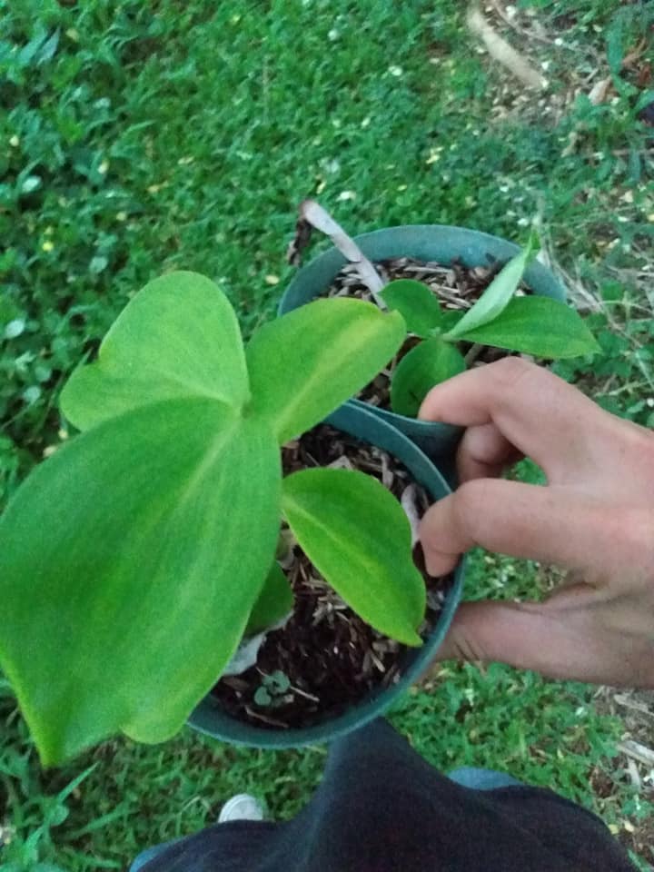260日目:Costusを植えた