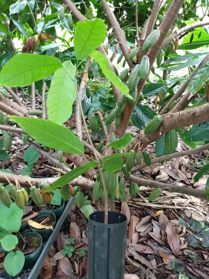 261日目:カカオ苗を植えた
