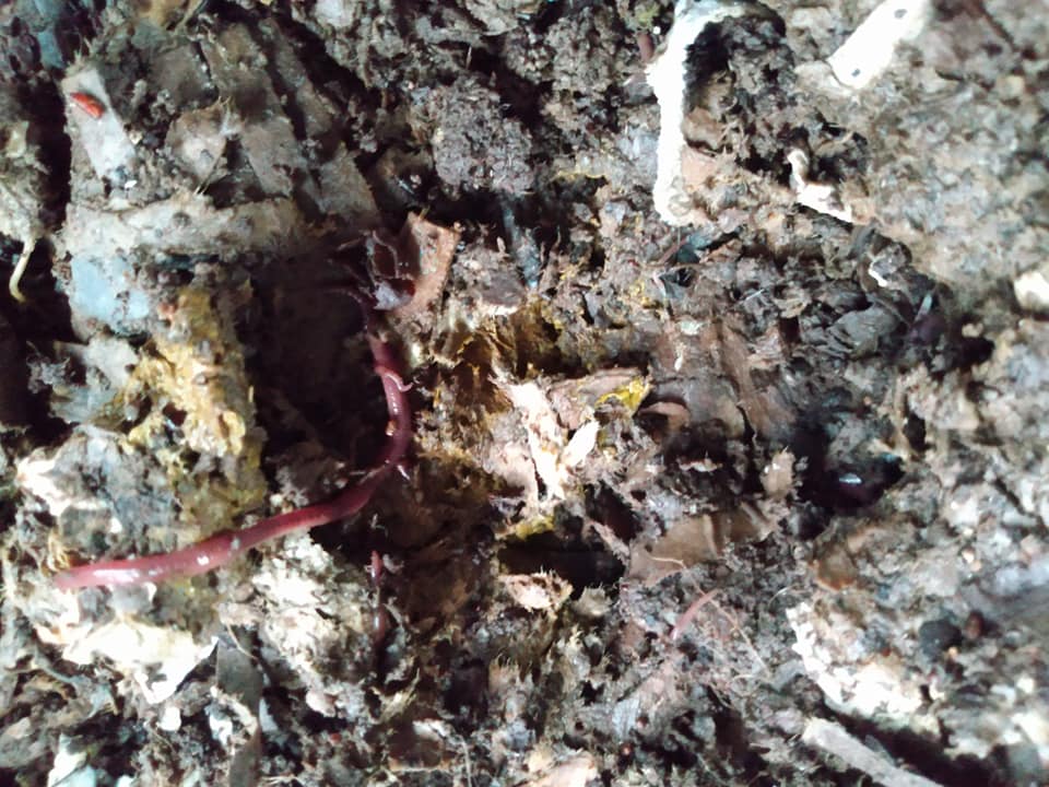 261日目:カカオ苗を植えた