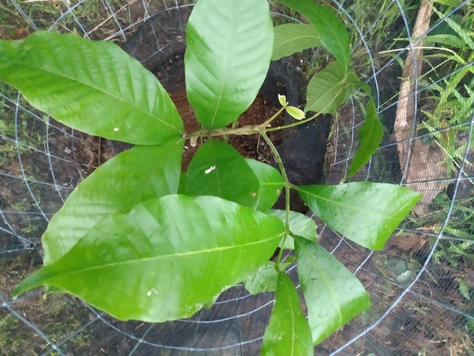 264日目:アキーの木を植えた